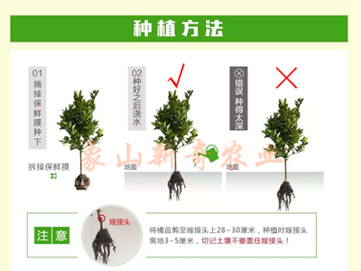 柑橘种植方法.jpg